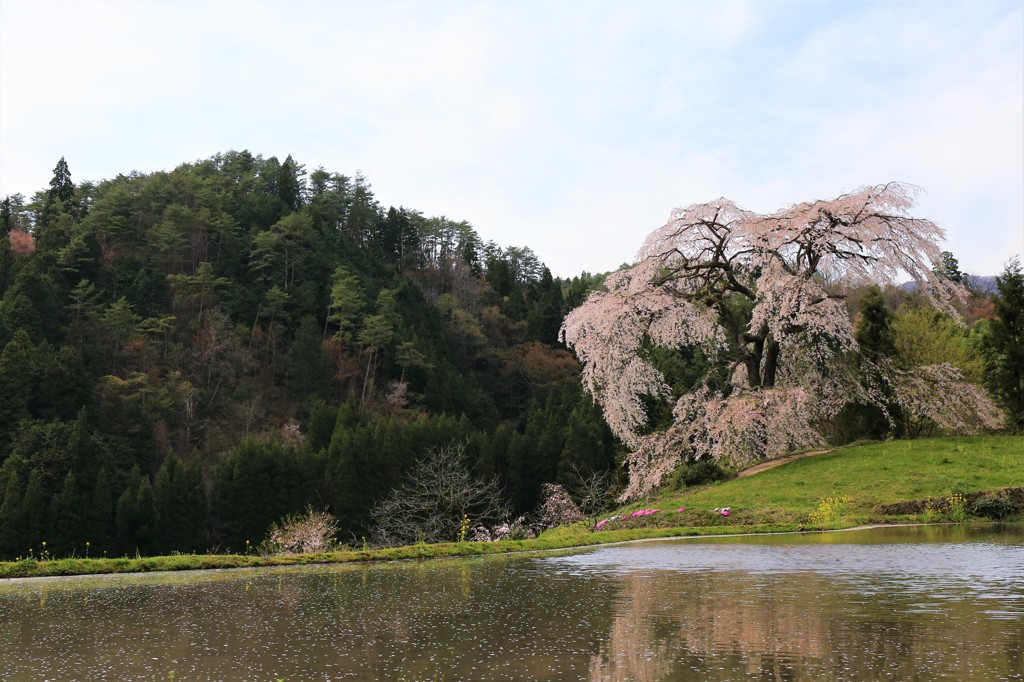与一野のしだれ桜　強風ver.