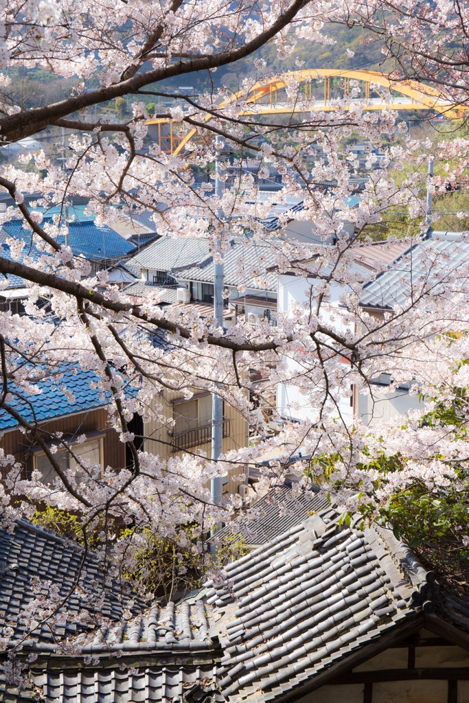 桜の木が剪定？されていた。