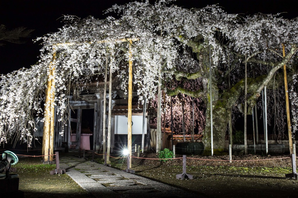 ハイスペックなしだれ桜じゃけど誰もおらん。