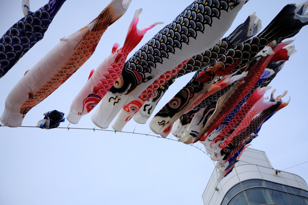 鯉のぼり②