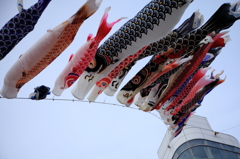 鯉のぼり②