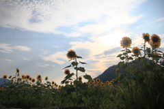 ひまわりと夏の空