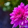 弘前公園紅葉と菊人形祭②