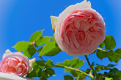薔薇のひまわり