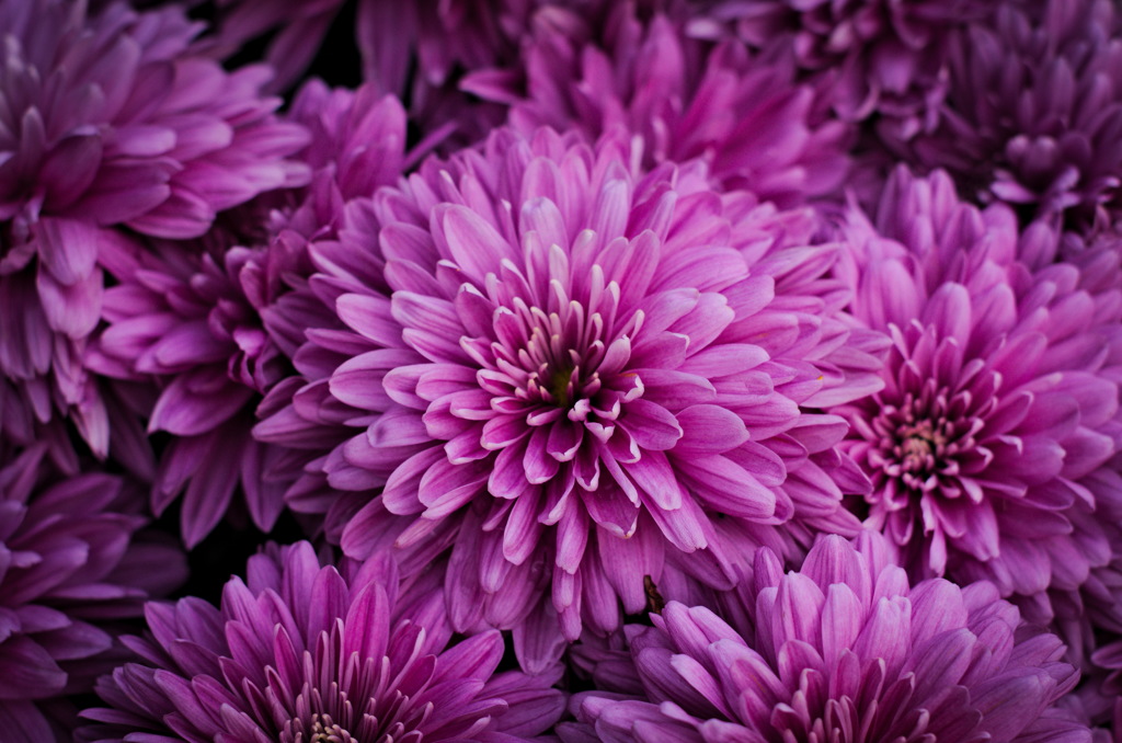菊　
