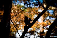 函館　見晴公園　紅葉と思いきや、自然のリス‼︎