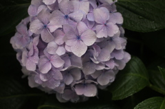 紫陽花