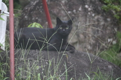 親猫