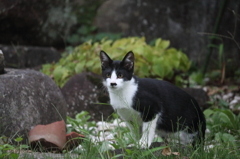 庭に現れた子猫