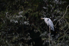 公園探鳥