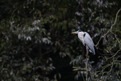 公園探鳥