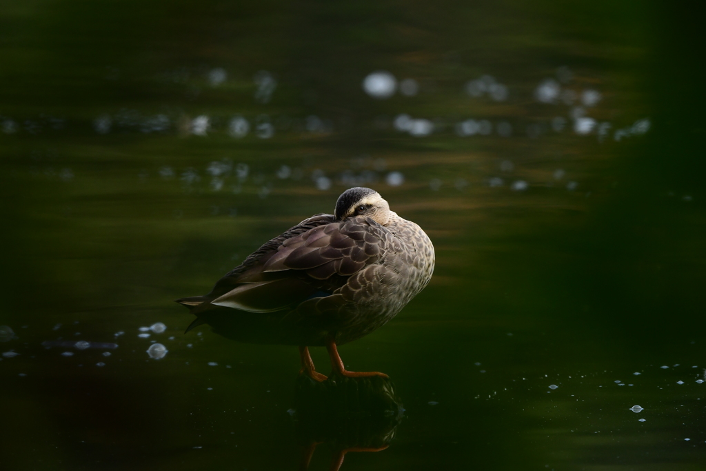 公園探鳥