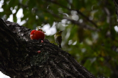 公園探鳥