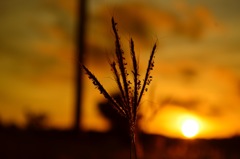 すすきと夕日2