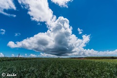 キビ畑と夏雲