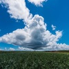 キビ畑と夏雲