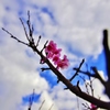 News of spring