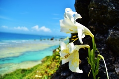 Bioom cliff flower