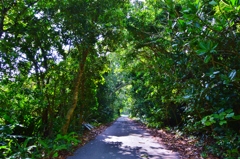 Tunnel of trees