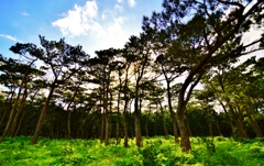 The　trees