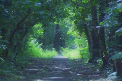 The entrance of the forest