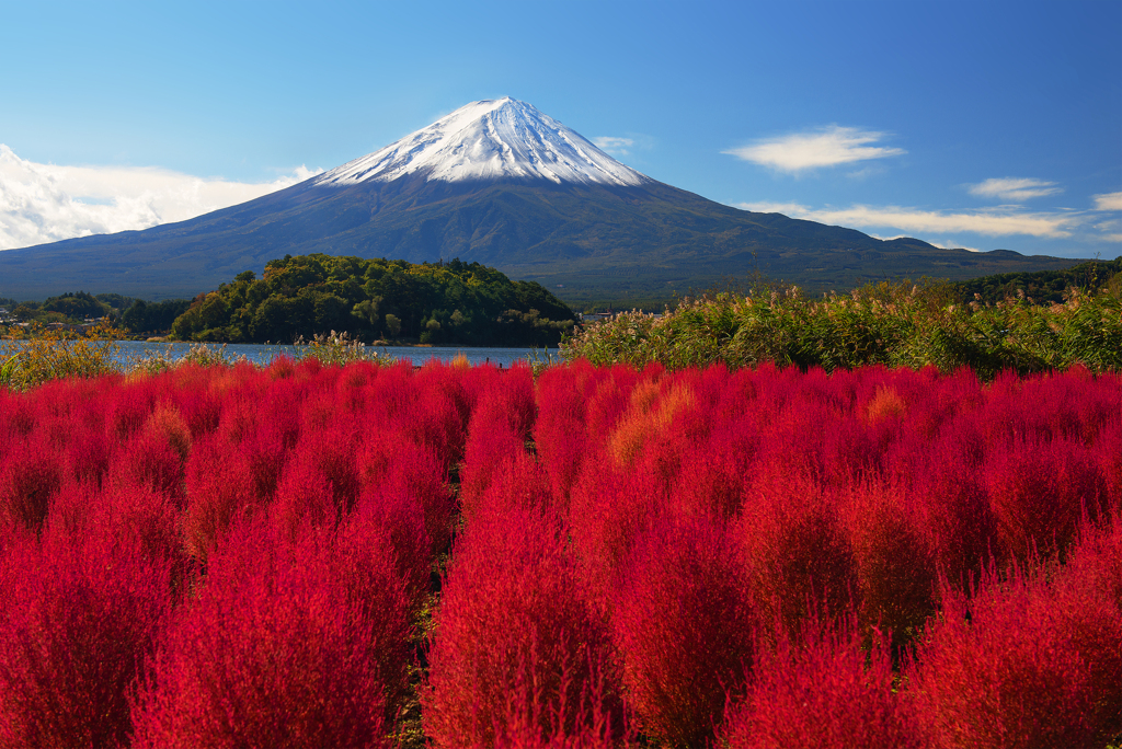 コキア映え富士景