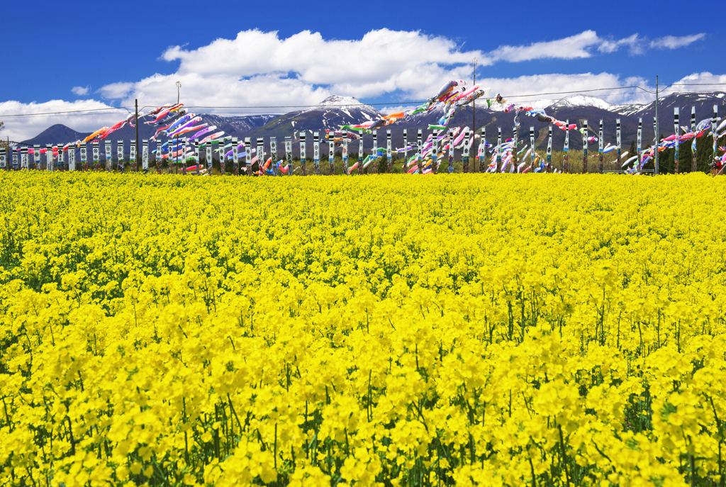 菜の花と鯉のぼり