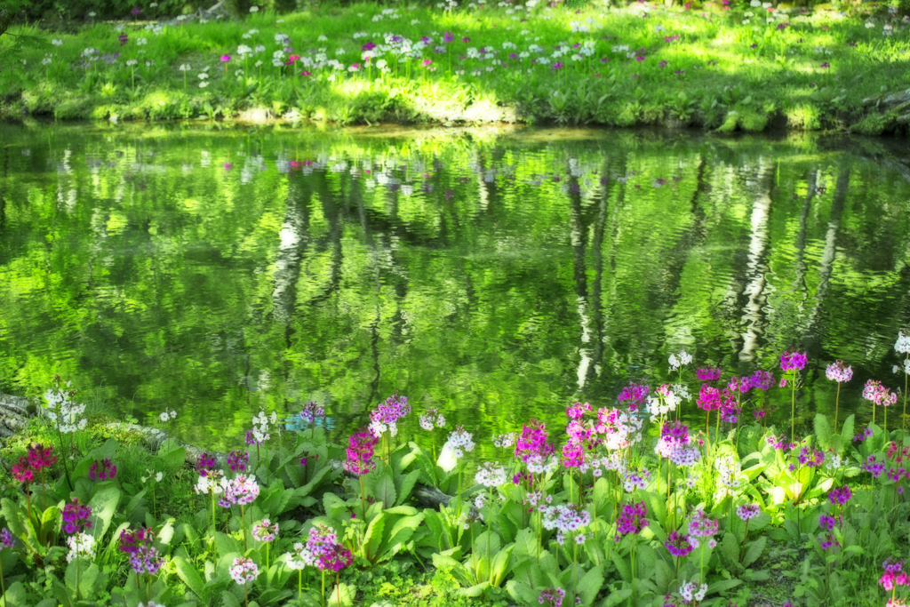 水辺の妖精Ⅱ
