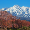 妙高山桜景