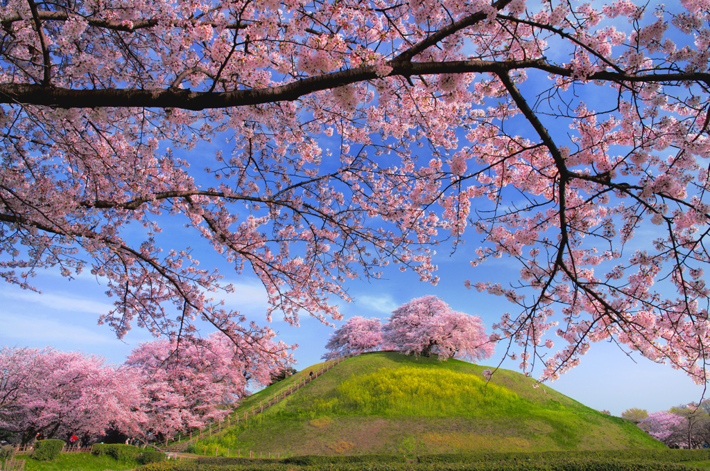 古墳桜