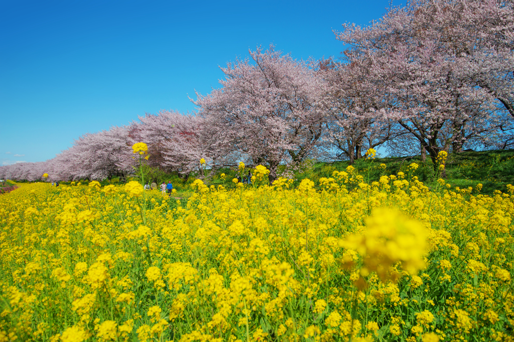 吉見桜Ⅱ