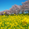 吉見桜Ⅱ