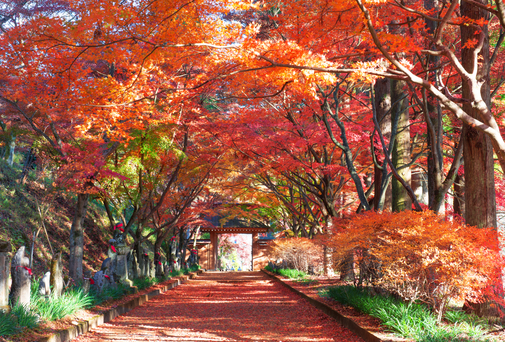 金蔵院紅葉