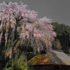 高麗枝垂れ桜