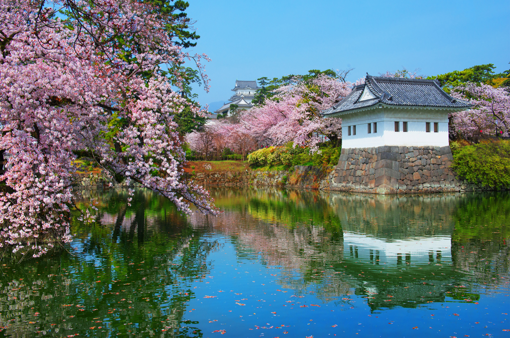 小田原城桜風情