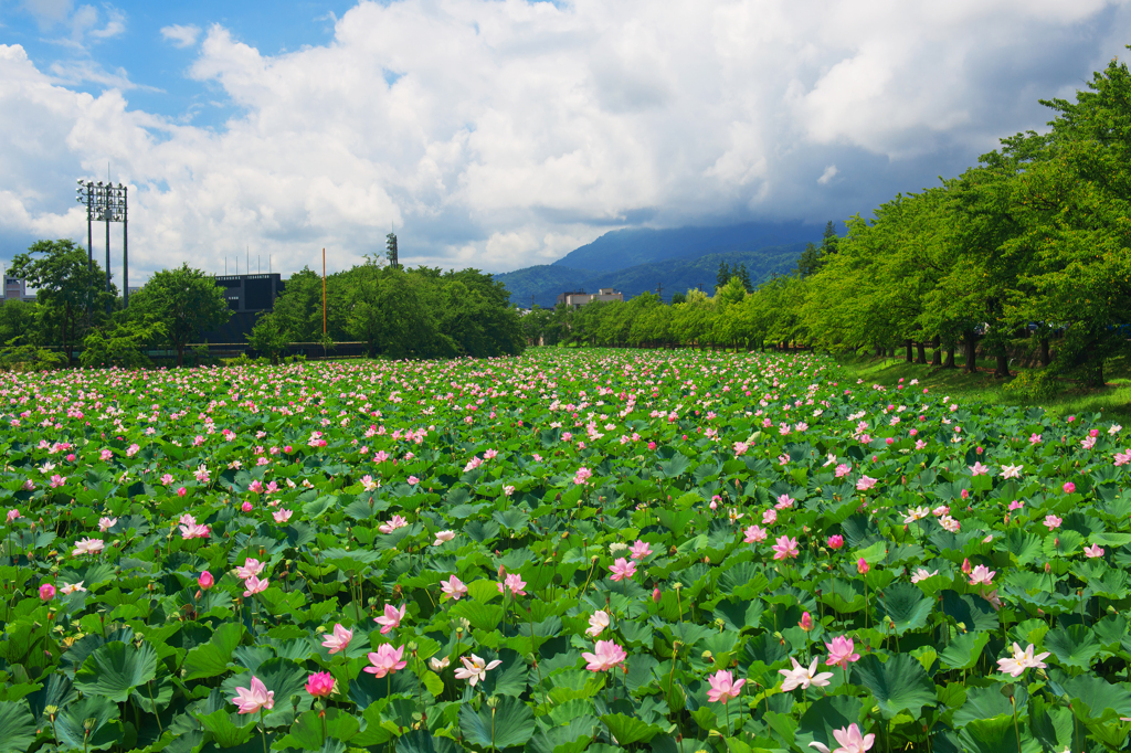 上越高田夏景色
