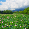 上越高田夏景色