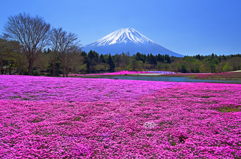 富士芝桜
