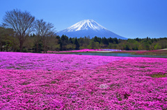 富士芝桜