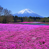 富士芝桜