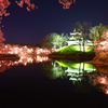 高田公園夜桜２０２２Ⅱ