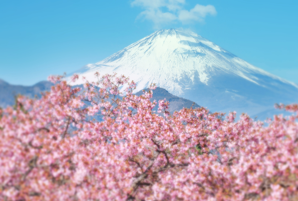 春色富士景
