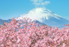 春色富士景