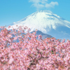 春色富士景