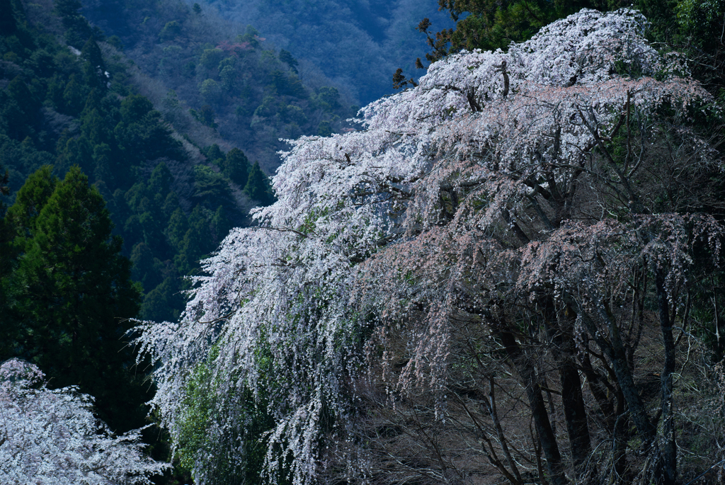 身延山幽玄桜