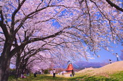 桜の木の下で