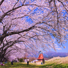 桜の木の下で