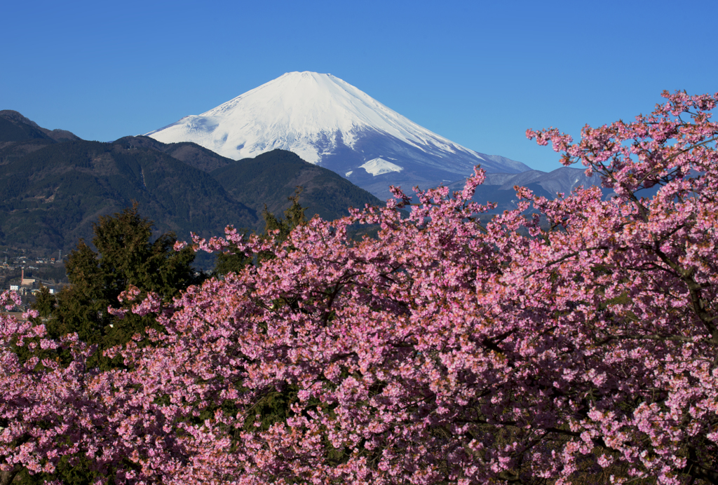 爽快な富士と河津桜Ⅳ