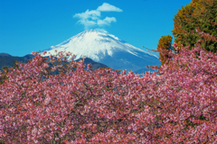 河津桜咲く富士景