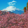 河津桜咲く富士景